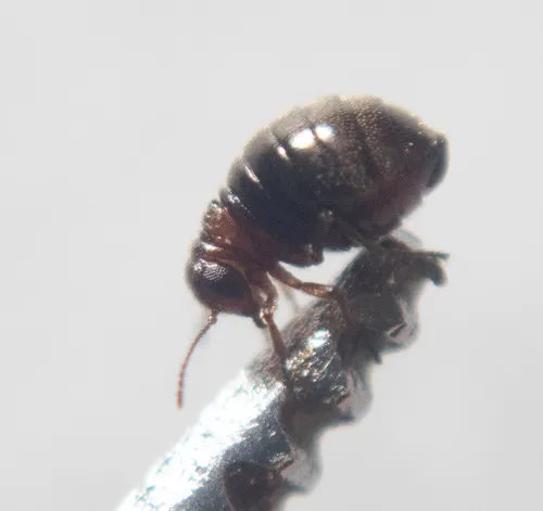 Caurinus tlagu