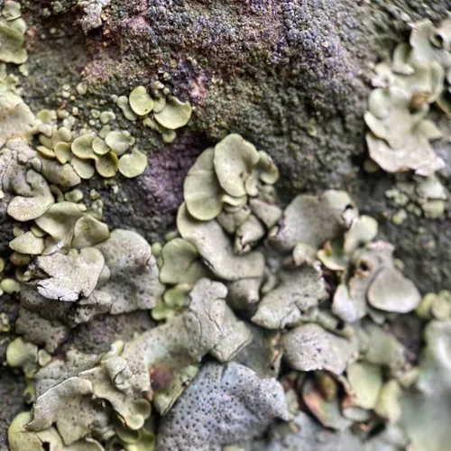 Leather Lichen