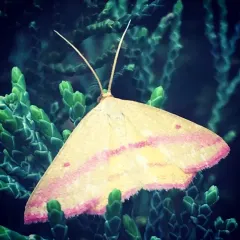 Chickweed Geometer Moth thumbnail 3