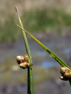 American three-square bulrush thumbnail 3