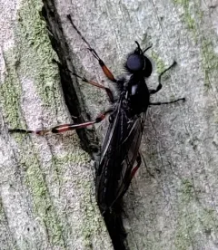 Bibio palliatus thumbnail 3