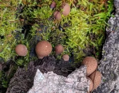 Lycoperdon subincarnatum thumbnail 3
