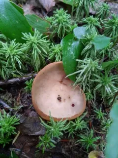 Otidea leporina thumbnail 3