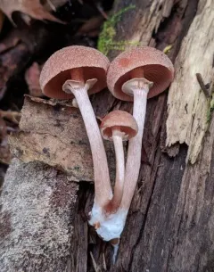 Tubaria confragosa thumbnail 3
