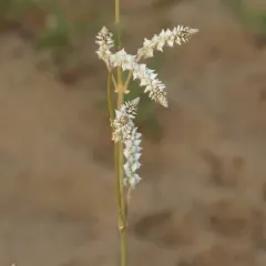 Plains Snakecotton thumbnail 4