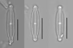 Encyonopsis hustedtii thumbnail 2