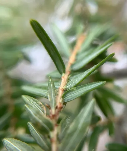 Spruce Spider Mite