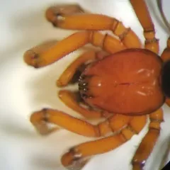 Zornella armata thumbnail 1