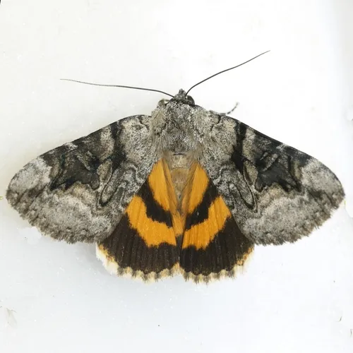 Three-staff Underwing