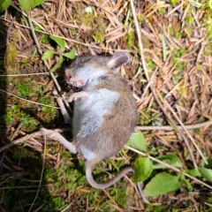 Western Deer Mouse thumbnail 4