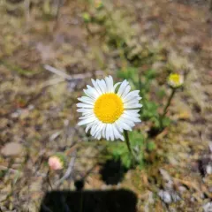 cut-leaf fleabane thumbnail 4