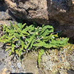 lace lip fern thumbnail 2