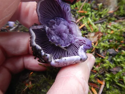 Thaxterogaster occidentalis