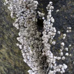Northern Acorn Barnacle thumbnail 4