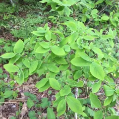 eastern leatherwood thumbnail 2