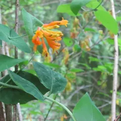 orange honeysuckle thumbnail 3