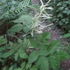 Goatsbeard thumbnail 2