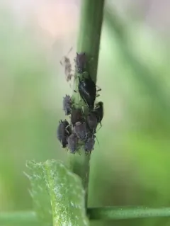 Cowpea Aphid thumbnail 3