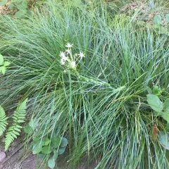 common beargrass thumbnail 2