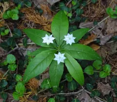 northern starflower thumbnail 2