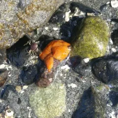 Chain Tunicate thumbnail 1