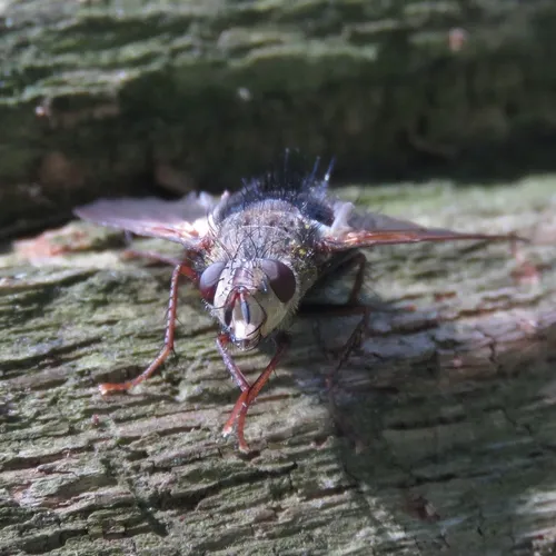 Early Tachinid Fly