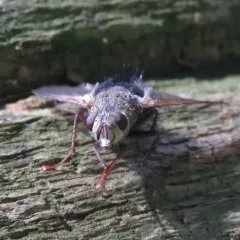 Early Tachinid Fly thumbnail 1