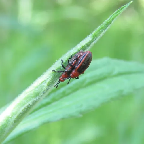Goldenrod Leafminer