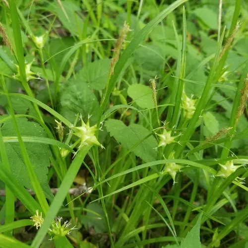 bladder sedge