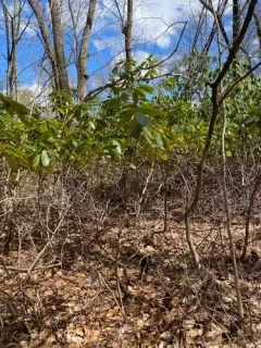 Catawba Rhododendron thumbnail 4
