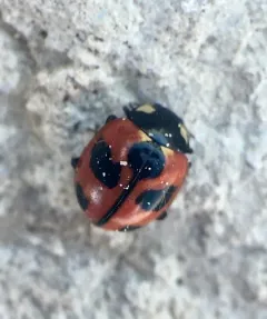 High-country Lady Beetle thumbnail 3