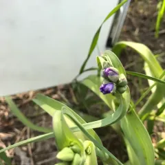 Ohio spiderwort thumbnail 1