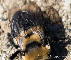 Melecta separata thumbnail 2