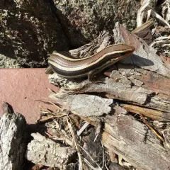 Western Skink thumbnail 3