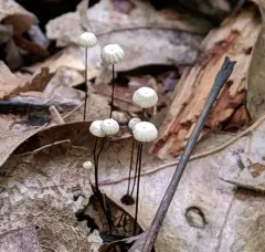 Marasmius capillaris thumbnail 3