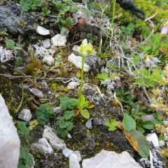 Kotzebue's Grass-of-Parnassus thumbnail 2