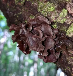 Phaeotremella frondosa thumbnail 3