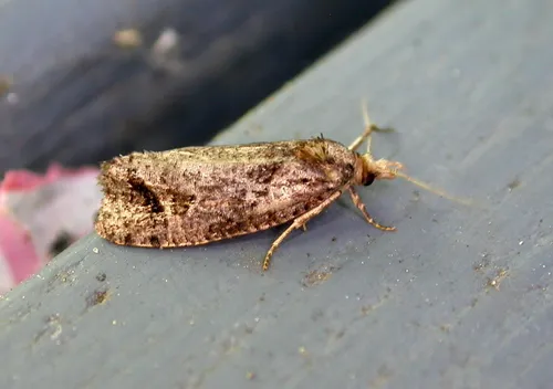 Phtheochroa birdana