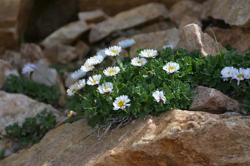 Fanleaf Fleabane
