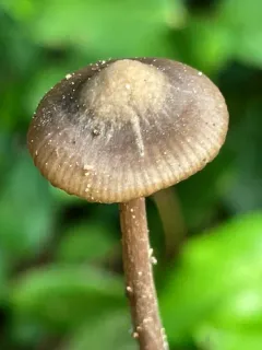 Entoloma fuligineocinereum thumbnail 2