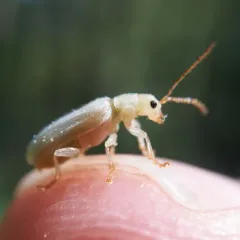 Syneta albida thumbnail 4