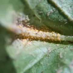 Nipplewort Rust thumbnail 1