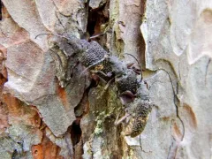 Sachalinobia rugipennis thumbnail 4