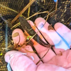 Central Mudminnow thumbnail 4