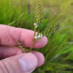 Hairy tare thumbnail 2