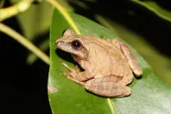 Spring Peeper thumbnail 6