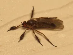 Hilara seriata thumbnail 2