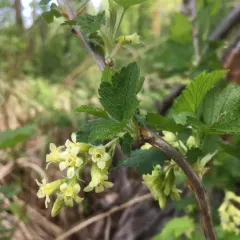 American Black Currant thumbnail 2