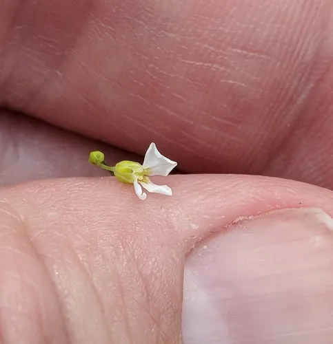 Carolina draba