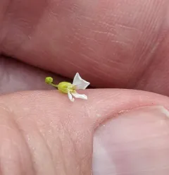 Carolina draba thumbnail 1